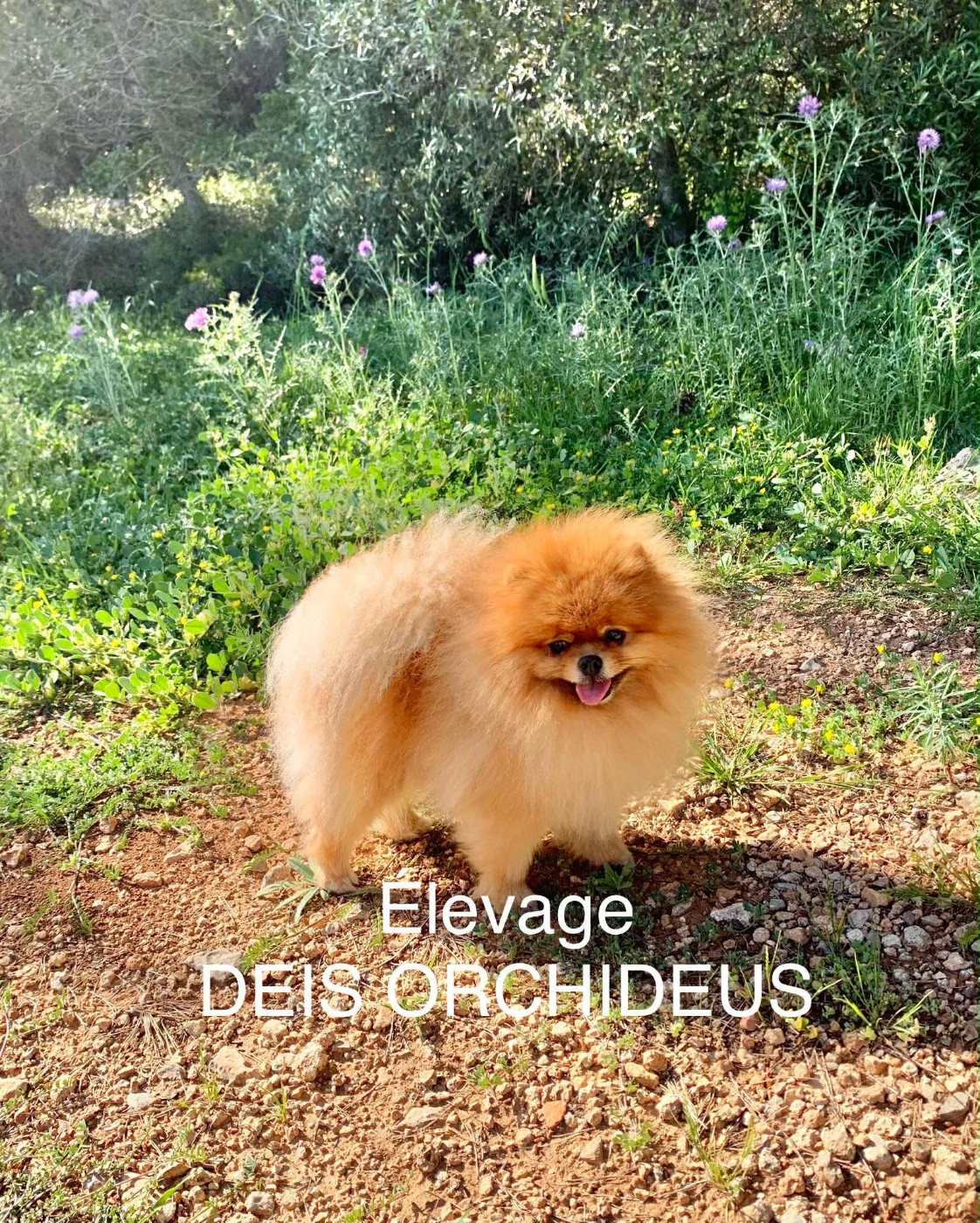 nouvelle portée .... mariage magnifique