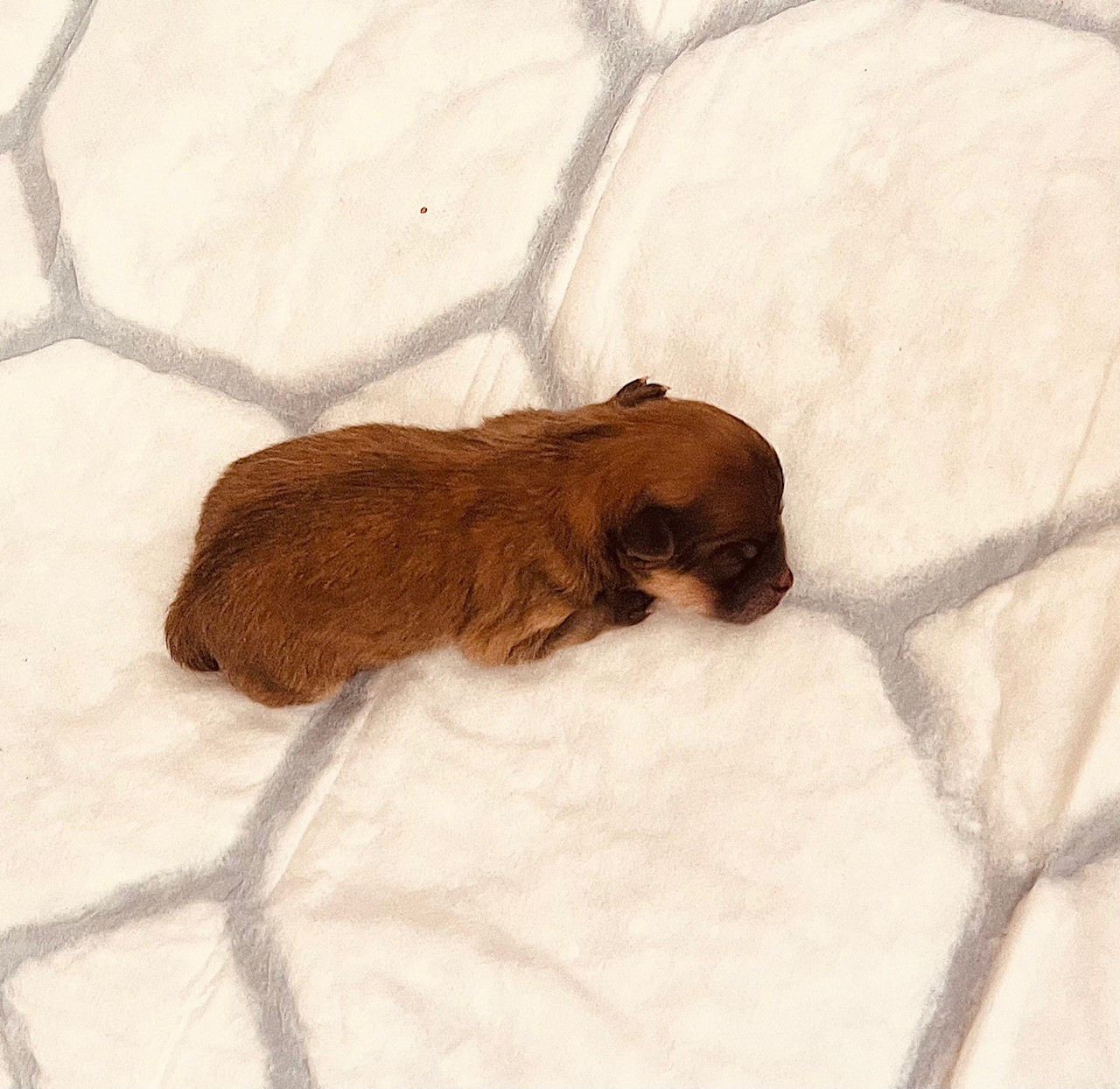 § A RESERVER § COUCOU je suis là , fille de urielle et toto , 82 grammes à la naissance sera une micro naine lol