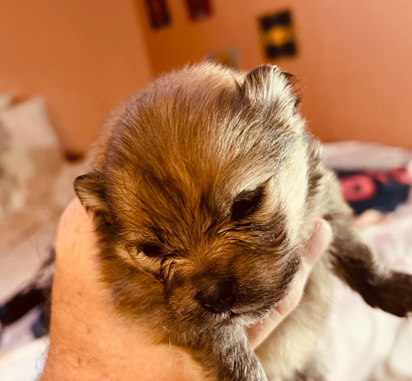 Chiot Spitz allemand Deïs-orchideüs