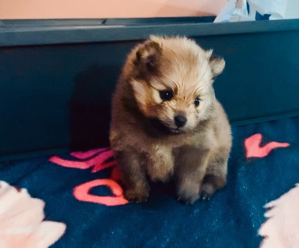 Deïs-orchideüs - Chiots disponibles - Spitz allemand