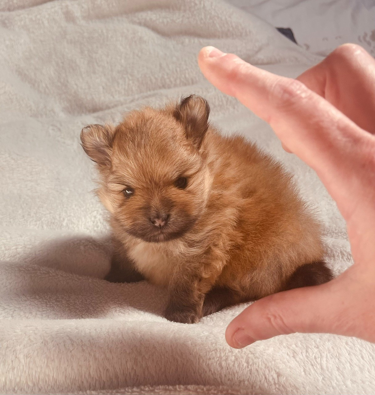 Chiot Spitz allemand Deïs-orchideüs