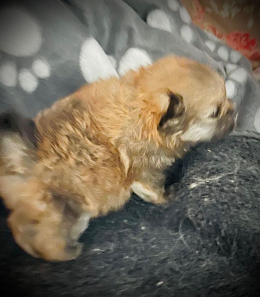 Deïs-orchideüs - Chiots disponibles - Spitz allemand